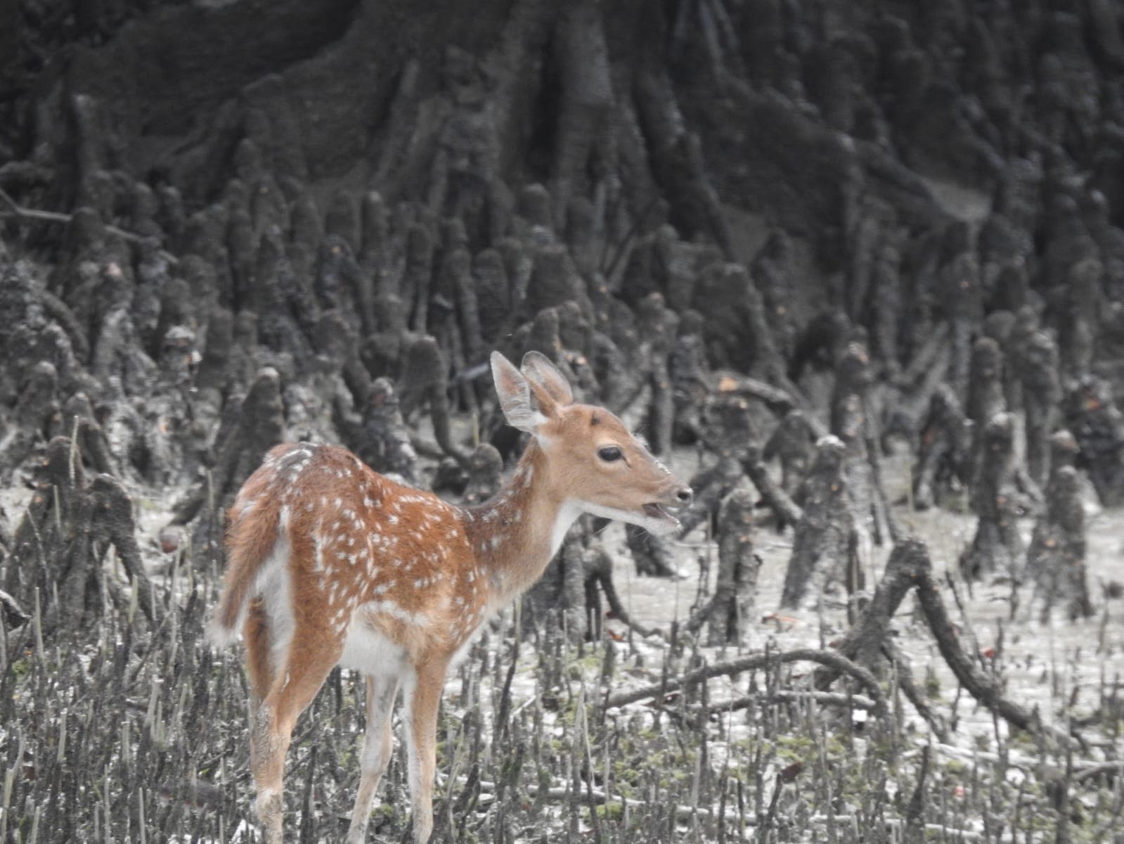 Sundarban 1 Night 2 Days Adventure
